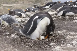 Gentoo penguin (Pygoscelis papua) in the nest with an egg