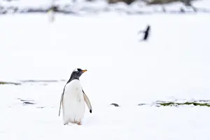 Gentoo penguin (Pygoscelis papua) standing in the snow