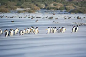Gentoo Penguins (Pygocelis papua papua) walking on the beach