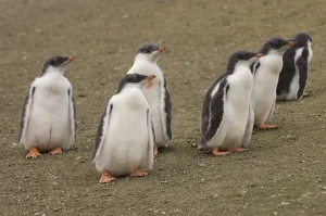 Gentoo Penguins (Pygoscelis papua)