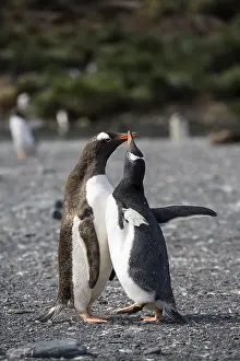 Gentoo Penguins (Pygoscelis papua)