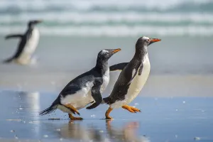 Gentoo penguins (Pygoscelis papua) at the beach