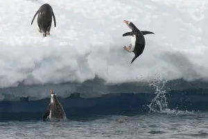 Gentoo Penguins (Pygoscelis papua) jumping out of the water onto an ice floe