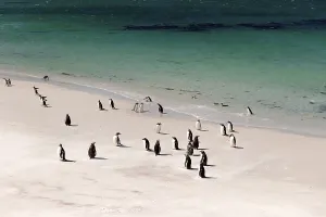 Gentoo penguins (Pygoscelis papua) and scattered Magellanic penguins (Spheniscus magellanicus)