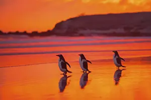 Gentoo penguins (Pygoscelis papua) on the way to the sea at dawn