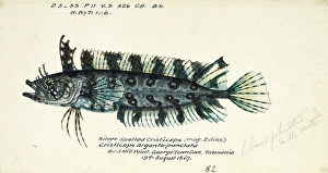 Genus of clinids, Cristiceps sp, daggerhead seabream or dageraad, fish, reproduction of an original, by Frank Edward Clarke (b. 1849, d. 1899), ichthyologist and scientific draughtsman