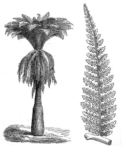 Is a genus of dicksonia fern (Dicksonia)