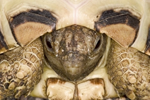 Geochoelone pardalis