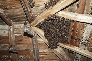 Geoffroy's bats (Myotis emarginatus)