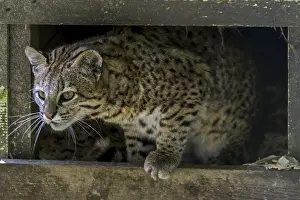 Geoffroy's cat (Leopardus geoffroyi) (Oncifelis geoffroyi)