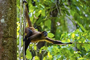 Geoffroy's spider monkey (Ateles geoffroyi) climbing a tree in the jungle
