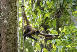 Geoffroy's spider monkey (Ateles geoffroyi) hanging in a tree and eating