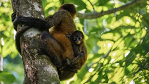 Geoffroy's spider monkey (Ateles geoffroyi) with juvenile climbing a tree in the jungle