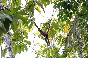 A Geoffroy's Spider Monkey Hanging Out Between the Trees