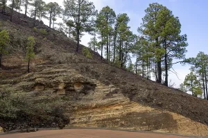 Geological outcrop, volcanic strata and grove of Canary Island pines