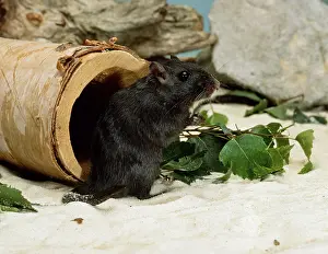 Gerbil, black (Meriones unguiculatus)