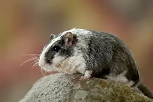 Gerbil, Mongolian gerbil (Meriones unguiculatus)
