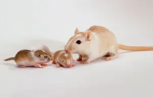 Gerbil with youngs (Meriones unguiculatus)