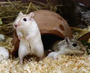 Gerbils (Meriones unguiculatus)