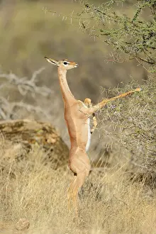 Gerenuk (Litocranius walleri), female feeding on a bush
