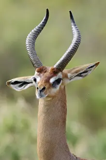 Gerenuk or Waller's Gazelle (Litocranius walleri) buck