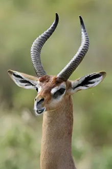 Gerenuk or Waller's Gazelle (Litocranius walleri) buck