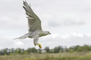 Gerfalcon (Falco rusticolus)