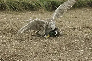 Gerfalcon Saker Falcon (Falco rusticolus)