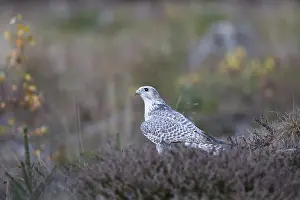 Gerfalke, Falco rusticolus, Gyrfalcon