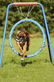 German Boxer, Agility, jumps through hoops