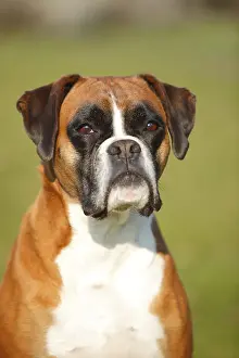German boxer, female, 5 years, animal portrait