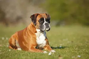 German Boxer, female, 5 years, lies in a meadow