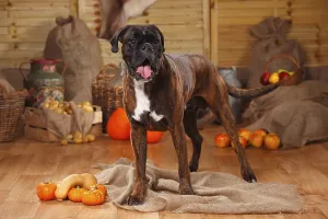 German Boxer, male