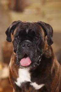 German Boxer, male, animal portrait, open mouth