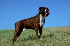 German Boxer, side, brindle