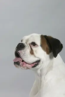 German Boxer, white