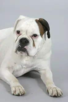 German Boxer, white