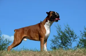 German Boxer, yellow, German Boxer