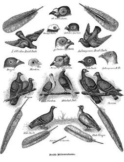 German carrier pigeons, military carrier pigeons