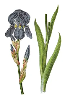 German iris (Iris -- germanica)