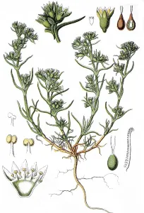 German knotweed, annual knawel (Scleranthus annuus)