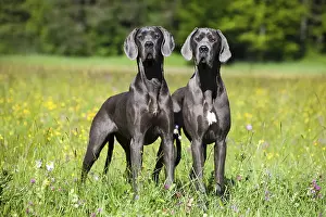 Two German Mastiffs standing in a meadow