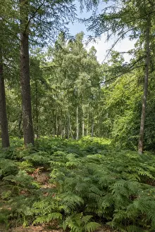 German moor forest landscape with ferns