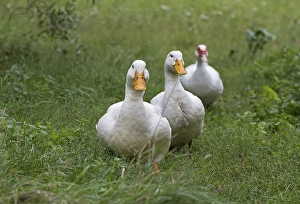 Two German Peking ducks