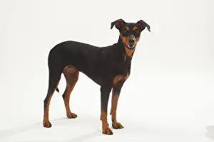 German Pinscher, bitch