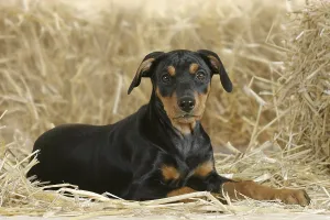 German Pinscher, puppy, 10 weeks