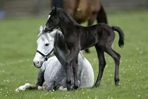 German Riding Pony