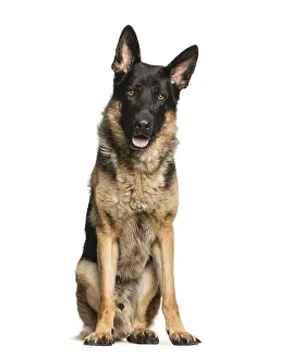 German Shepherd, 4 years old, sitting in front of white background