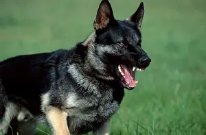 German Shepherd or Alsatian