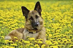 German shepherd dog